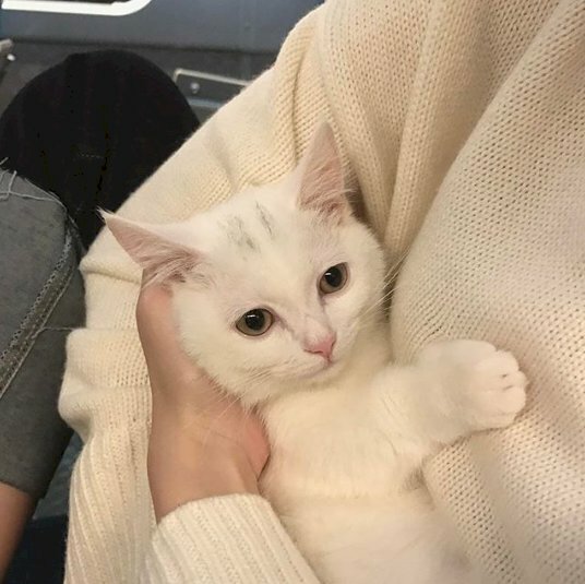 Hình ảnh bế mèo con trong lòng cute