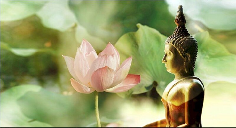 Hình ảnh những bông hoa sen tuyệt đẹp trong Phật giáo vẫn luôn mang lại cảm giác yên bình và bình an. Hãy cùng đắm mình trong những khoảnh khắc tĩnh lặng với ảnh hoa sen và Phật giáo.