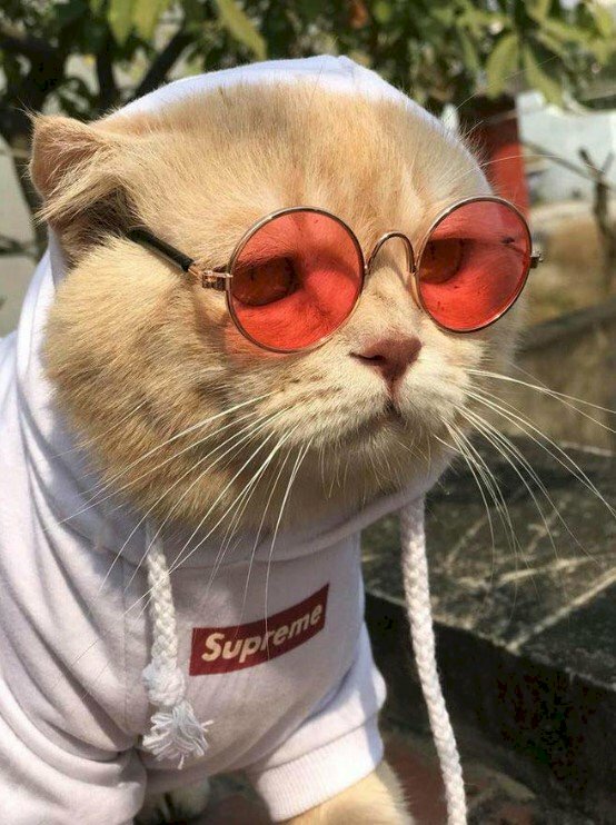 Hình ảnh mèo đeo kính đỏ chất