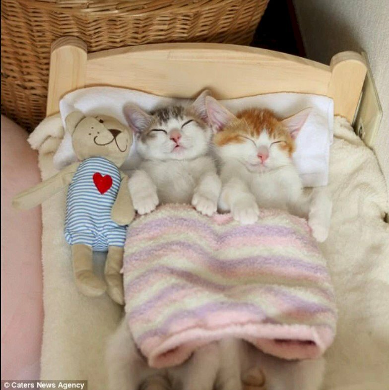 Bạn có muốn được nằm trong chiếc chăn ấm áp và được ôm lấy mèo yêu của mình không? Hãy xem hình ảnh và đắm chìm trong suy nghĩ về cuộc sống tiện nghi, ấm áp với một con mèo lười biếng bên bạn.