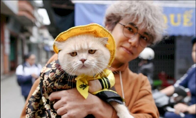 Hình ảnh mèo hoàng thượng mặt ngầu