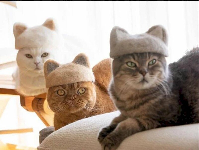 Chắc hẳn với những bạn yêu mèo, 3 con mèo trong bức hình sẽ khiến bạn rất thích thú đấy. Hình ảnh ba chú mèo đáng yêu đang tò mò khám phá thế giới xung quanh sẽ khiến bạn không thể rời mắt!