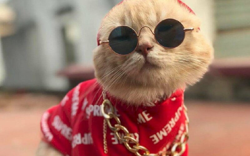 Hình ảnh mèo đeo kính đen chất và mặc áo đỏ