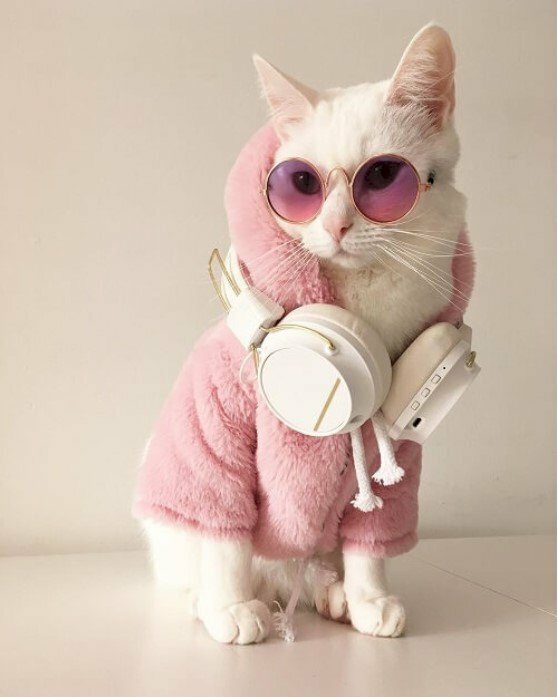 Hãy chiêm ngưỡng ảnh mèo xinh đẹp đeo kính thời trang nhất đến từ những thương hiệu nổi tiếng. Chúng sẽ khiến bạn không thể rời mắt khỏi sự đáng yêu của chúng!
