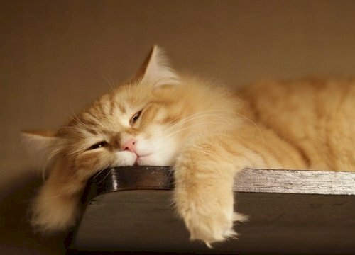 Ảnh mèo lười đẹp nhất: Nếu bạn yêu thích mèo lười, thì những bức ảnh đẹp nhất về chúng sẽ khiến bạn cảm thấy thích thú và hài lòng. Hãy chiêm ngưỡng những tấm hình tuyệt đẹp này ngay bây giờ!