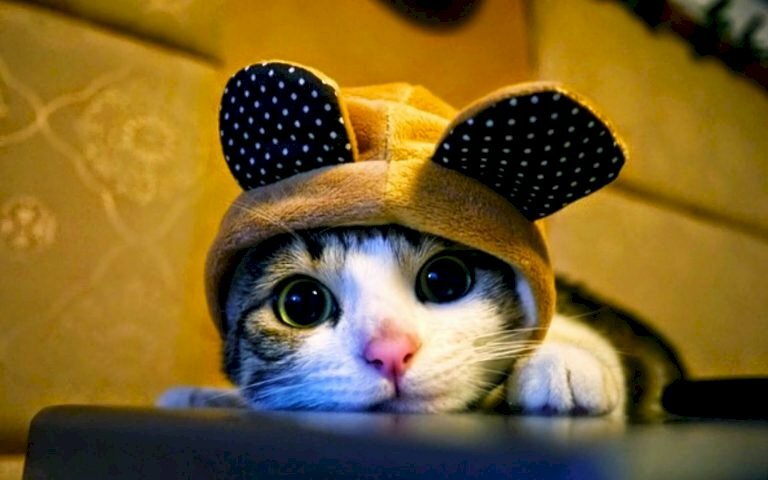Hình ảnh mèo con đáng yêu đẹp đeo nón có tai