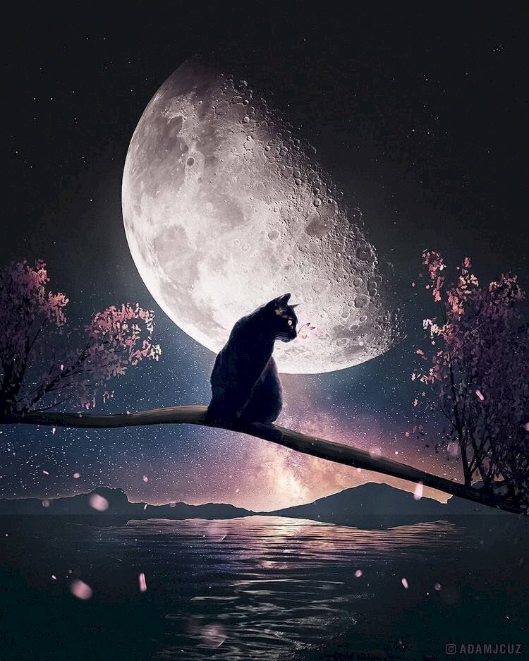 Hình hình họa mèo đen sì dễ thương ngồi bên trên cành cây
