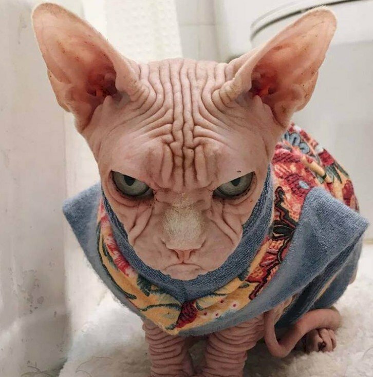 Hình ảnh mèo không lông Ai Cập ngầu mặc áo