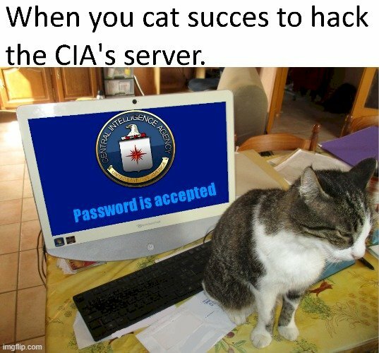 Hình ảnh meme mèo hacker CIA