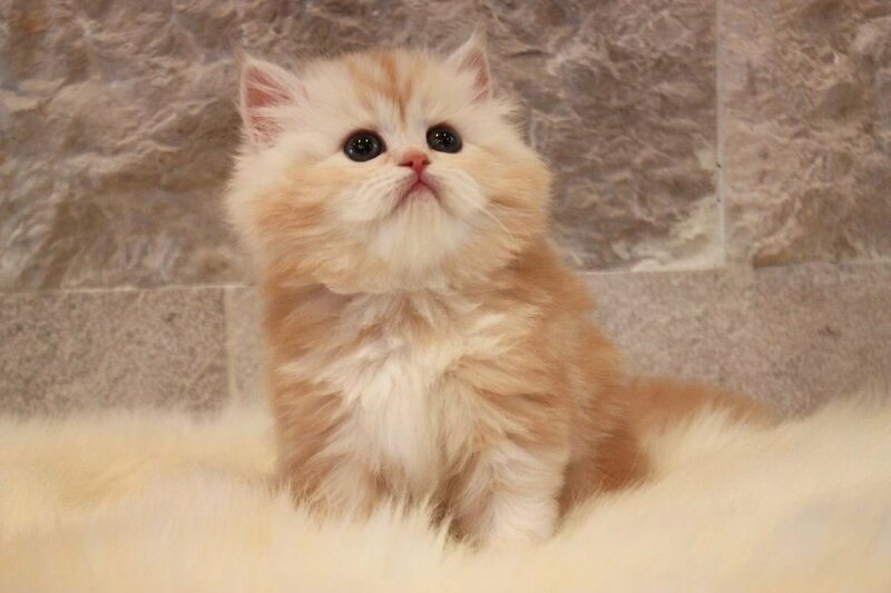 Hình ảnh mèo anh lông dài con cute