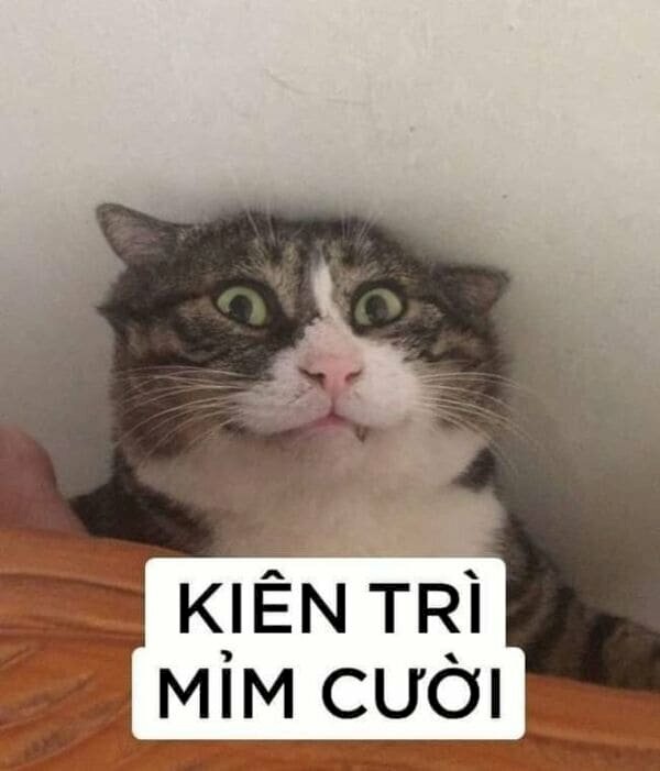 100+ ảnh meme mèo cười đểu, cười mỉm cute hài hước nhất 2024 -  Fptshop.com.vn