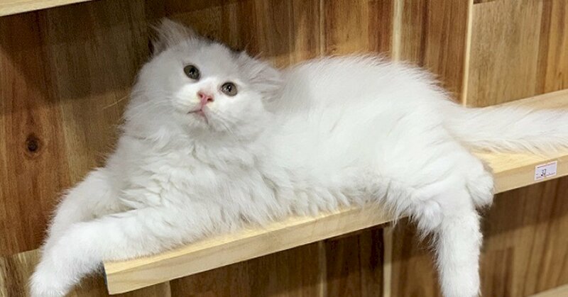 Hình ảnh mèo anh lông dài trắng ngồi trên kệ đẹp nhất
