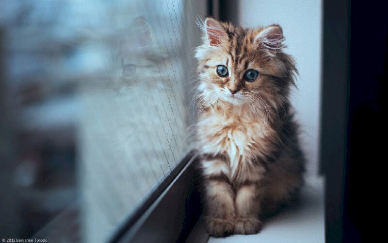 Những hình ảnh mèo buồn cô đơn sẽ khiến bạn đắm chìm trong sự độc đáo và đầy cảm xúc của chúng. Hãy cùng xem và cảm nhận nét đẹp của những chú mèo khiến ai cũng động lòng.
