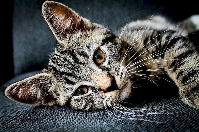 Hình ảnh mèo mướp nằm trên sô pha đẹp nhất