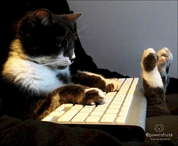 Hình ảnh meme mèo hacker gõ phím