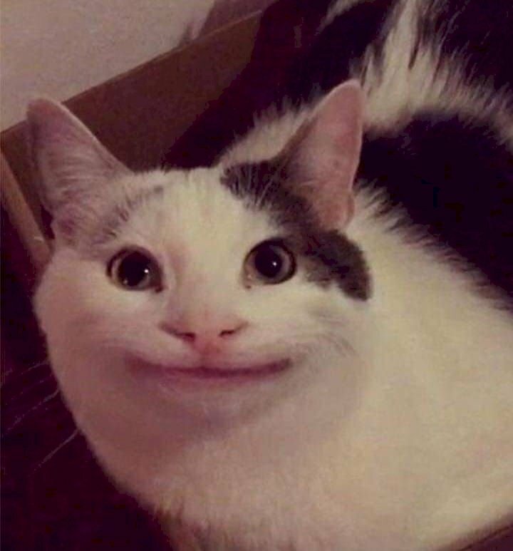 Những bức ảnh hài hước nhất về khuôn mặt biểu cảm cực ngầu của mèo