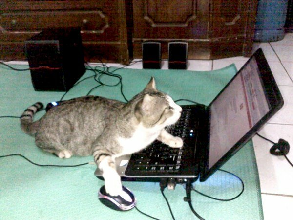 Hình ảnh meme bắt quả tang mèo hacker