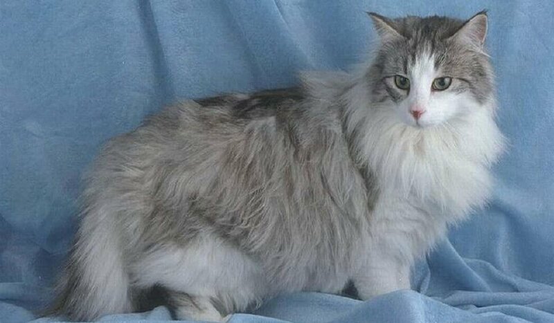 Hình ảnh mèo anh lông dài xám sang trọng