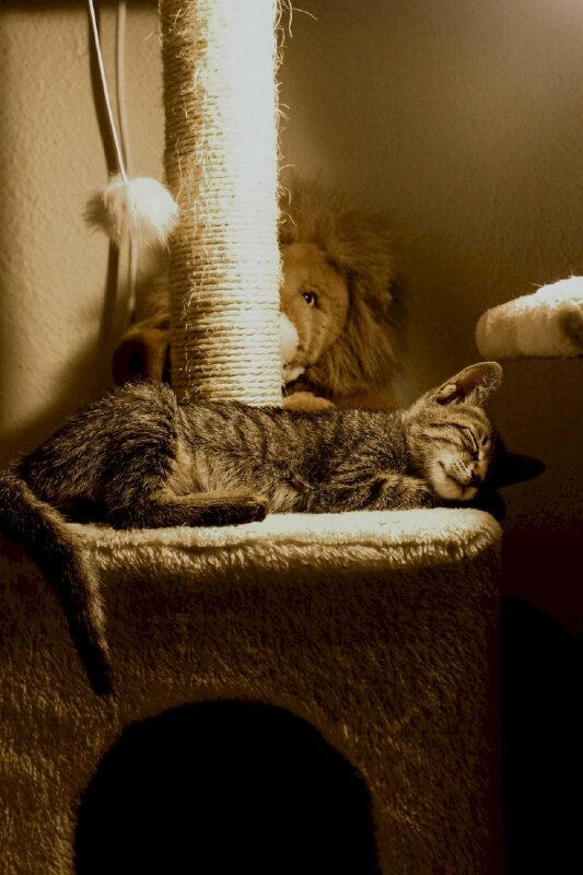 Hình ảnh mèo mướp nằm ngủ đáng yêu