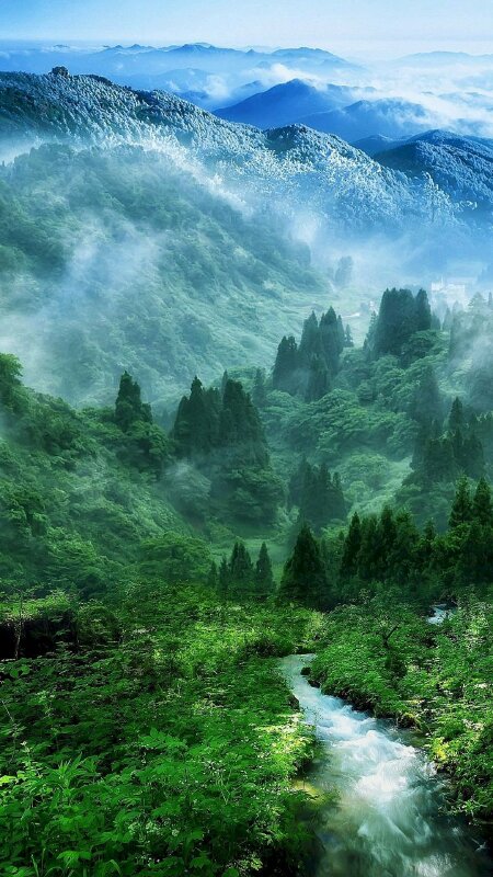 TOP 55 Hình Nền Rừng Cây Thiên Nhiên Phong Cảnh Đẹp
