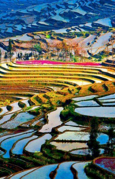 Hình nền điện thoại phong cảnh ruộng bậc thang Nguyên Dương