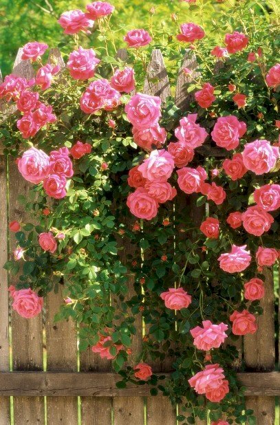 Hình nền điện thoại hàng rào hoa hồng rực rỡ