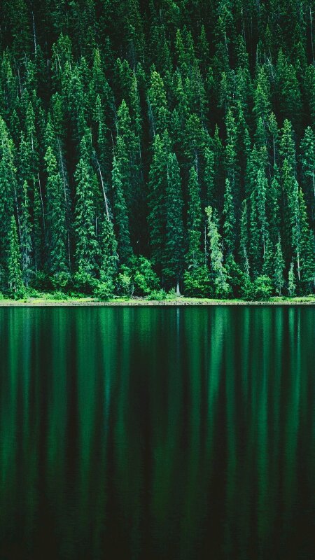 Hình ảnh cánh rừng xanh ngát xanh đem lại cảm giác yên bình khó tả nhưng ẩn chứa đằng sau đó là sự thật khó tin
