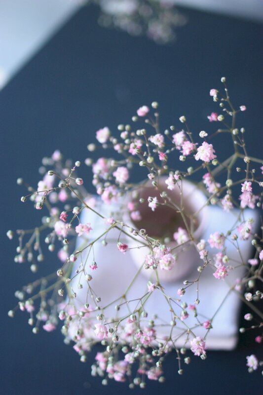 Chia sẻ nhiều hơn 93 hình nền hoa baby hồng hay nhất  Tin học Đông Hòa