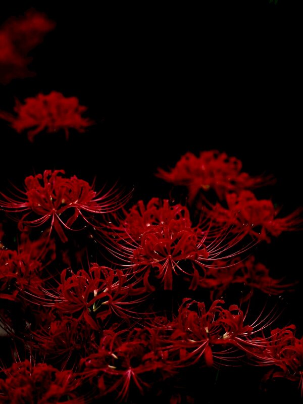 Ảnh nền hoa bỉ ngạn đỏ nền đen đẹp cho iPhone, Android