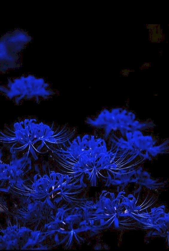Ảnh hoa bỉ ngạn xanh trên nền đen đẹp chất làm ảnh nền cho điện thoại