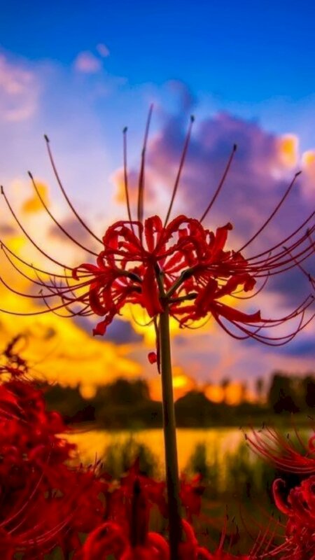 Top 100 Hình nền Hoa Bỉ Ngạn Đẹp nhất Chất Ngầu dành cho điện thoại 47 Hình nền hoa Hình nền Hình ảnh