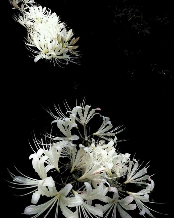 Chia sẻ 101 hình nền hoa bi tuyệt vời nhất  thdonghoadian