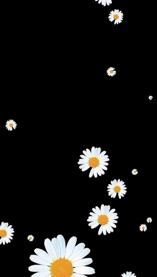 Hình nền hoa cúc họa mi: Một bông hoa cúc họa mi tươi sáng trên nền tối đen sẽ tạo ra một phong cách đẳng cấp và sang trọng cho điện thoại của bạn. Hãy khám phá hình nền hoa cúc họa mi đẹp lung linh này và tạo nên một phong cách riêng cho mình!