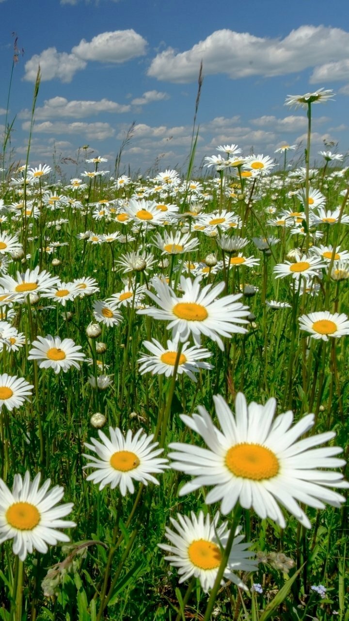 Ý nghĩa và những hình ảnh đẹp về hoa cúc họa mi  Kỷ Nguyên Làm Đẹp