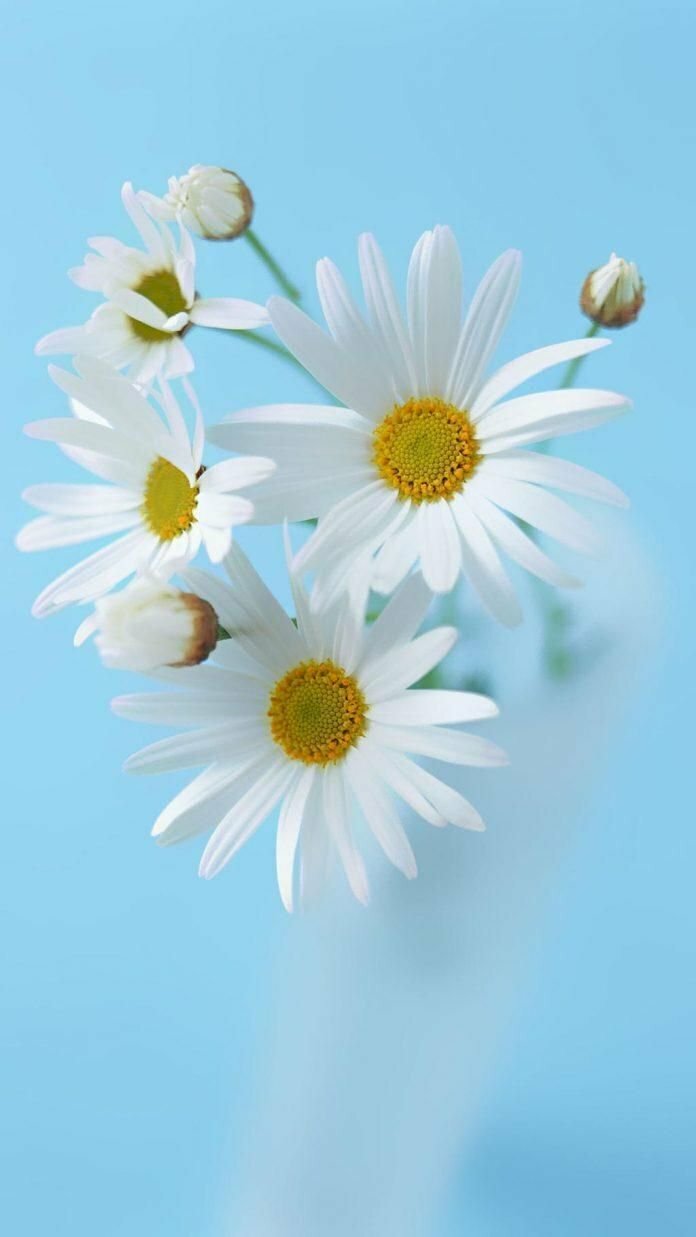 200 hình nền hoa cúc đẹp như GDragon cho điện thoại máy tính 2020 BlogAnChoi Papatyalar Çiçekli Soyut çiçek resimleri