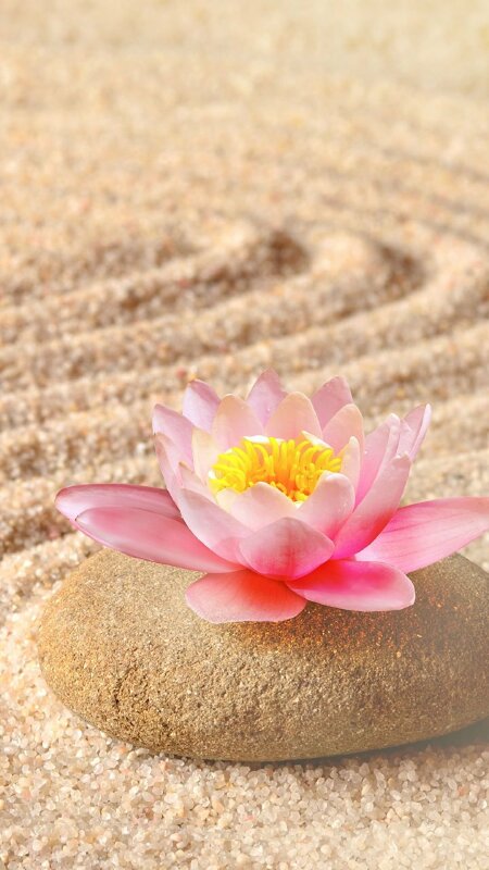 Hình ảnh hoa sen trên cát tuyệt đẹp và ý nghĩa làm hình nền điện thoại