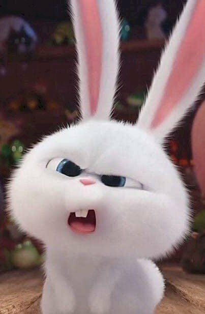 Snowball là một con Thỏ cưng đáng yêu đang được yêu thích trên mạng xã hội. Hãy xem hình ảnh đáng yêu của Snowball để nguồn cảm hứng mới cho tinh thần của bạn.