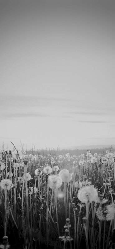 Hình nền vườn hoa bồ công anh dưới trời mùa Đông lạnh lẽo 