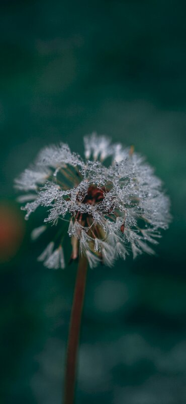 Hình nền hoa bồ công anh đẹp nhất cho điện thoại