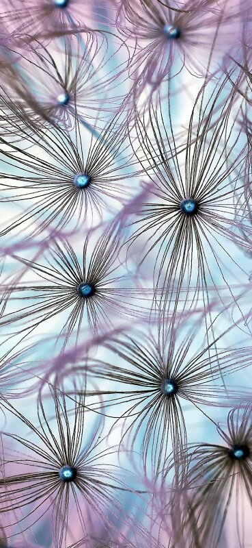 Hình nền hoa bồ công anh bay giữa trời cực đẹp cho điện thoại