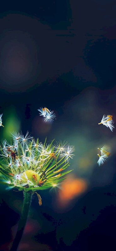 Hình ảnh cánh hoa bồ công anh bay làm hình nền điện thoại cực nghệ thuật