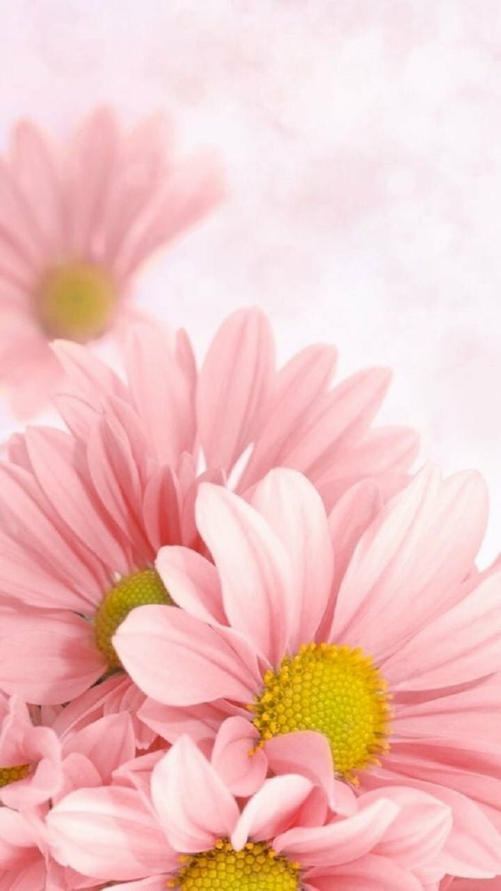Hình ảnh những bó hoa đồng tiền màu hồng tuyệt đẹp cho điện thoại