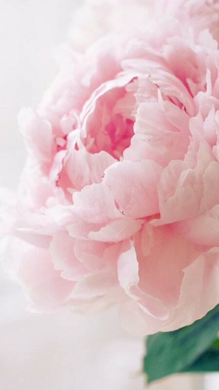Ảnh chụp cận hoa khuôn đơn tuyệt đẹp mắt thực hiện wallpaper iPhone, Android