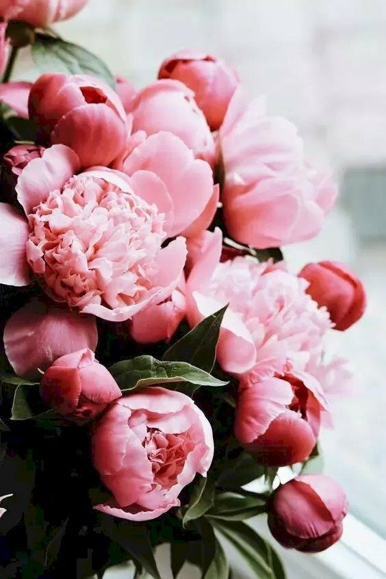 Wallpaper điện thoại ảnh hoa mẫu đơn tươi thắm sắc hồng
