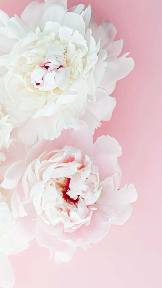 Ảnh hoa mẫu đơn trắng trên nền hồng làm hình nền đẹp nhẹ nhàng cho điện thoại