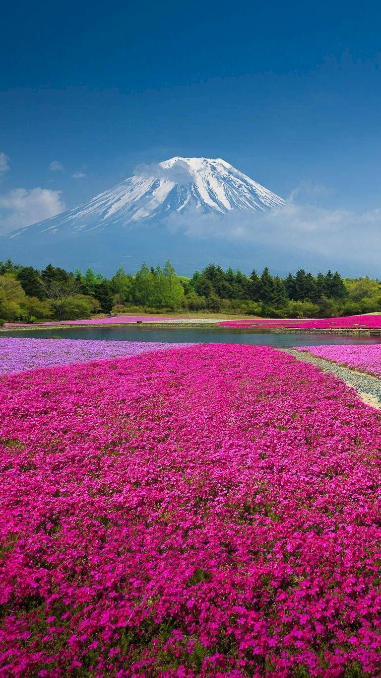 Hình nền cánh đồng hoa dưới núi Phú Sĩ tuyệt đẹp chất lượng 4K cho điện thoại