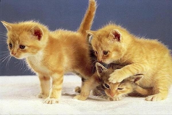 Hình ảnh mèo vàng con dễ thương đang chơi đùa