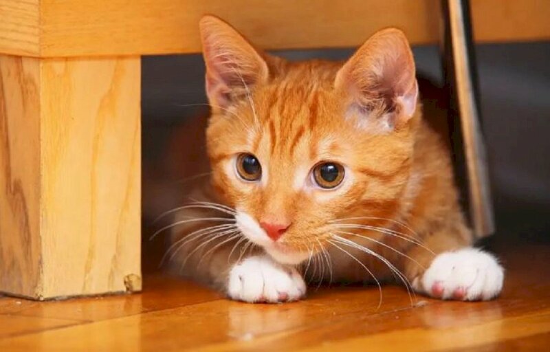 Hình ảnh mèo vàng cute trốn dưới gầm tủ