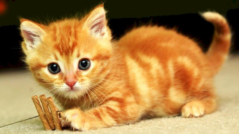 Hình ảnh mèo vàng: Nếu bạn là một người yêu mèo, thì chắc chắn không thể bỏ qua những hình ảnh đáng yêu và dễ thương của những chú mèo vàng. Xem ngay để cảm nhận nét đẹp trẻ trung và vui nhộn của chúng.