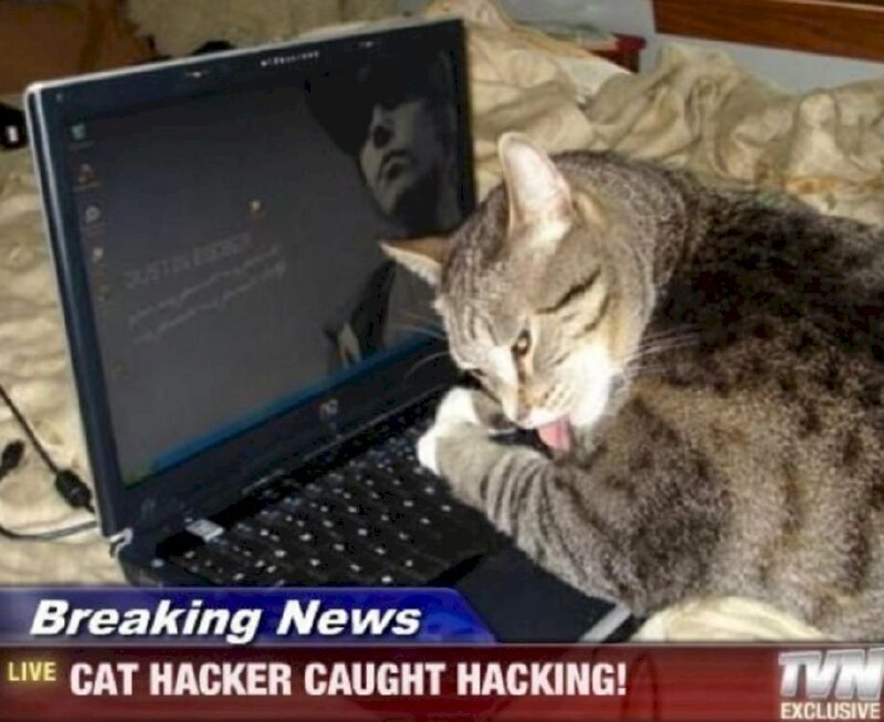 Hình ảnh meme mèo hacker bá đạo